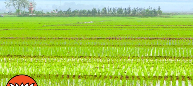 Record kharif crop production estimated in India Record kharif crop production estimated in India